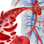 5 Cara Efektif Mengembalikan Elastisitas Pembuluh Darah Penderita Hipertensi