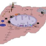 Anatomi dan Peran Sel Hati dalam Mendukung Metabolisme Nutrisi
