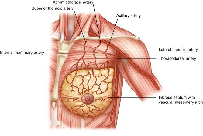 Apa Faktor Utama Penyebab Perubahan Bentuk Payudara