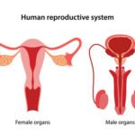 Apakah Orgasme Melalui Masturbasi Mengganggu Proses Ovulasi