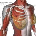 Apakah Otot Dada di Payudara Bisa Dibentuk