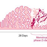 Berapa Lama Siklus Haid Yang Normal Untuk Bisa Hamil