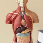 Dampak Malas Makan Terhadap Kesehatan Tubuh