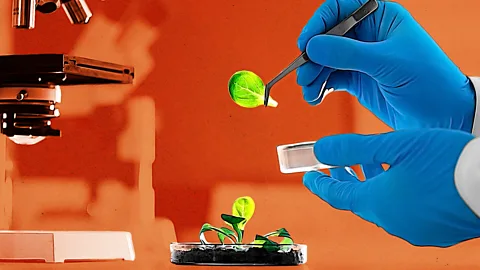 Efek Jangka Panjang Konsumsi Zat Kimia terhadap Beban Kerja Hati