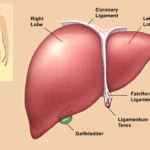 Kaitan antara Kerusakan Sel Hati dengan Peningkatan Kadar SGOT