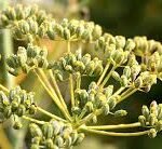 Manfaat Buah Adas Untuk Pencernaan yang Sehat