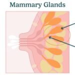 Mengapa Puting Payudara Wanita Bisa Menonjol dan Mendatar
