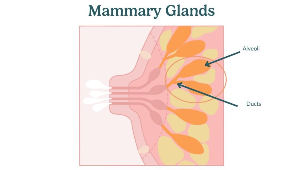Mengapa Puting Payudara Wanita Bisa Menonjol dan Mendatar