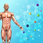 Mengenal Fungsi Liver sebagai Pabrik Kimia Utama dalam Tubuh Manusia