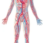 Pentingnya Melancarkan Aliran darah Agar Jantung Tetap Sehat