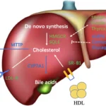 Peran Vital Hati dalam Menjaga Metabolisme Lemak dan Kolesterol
