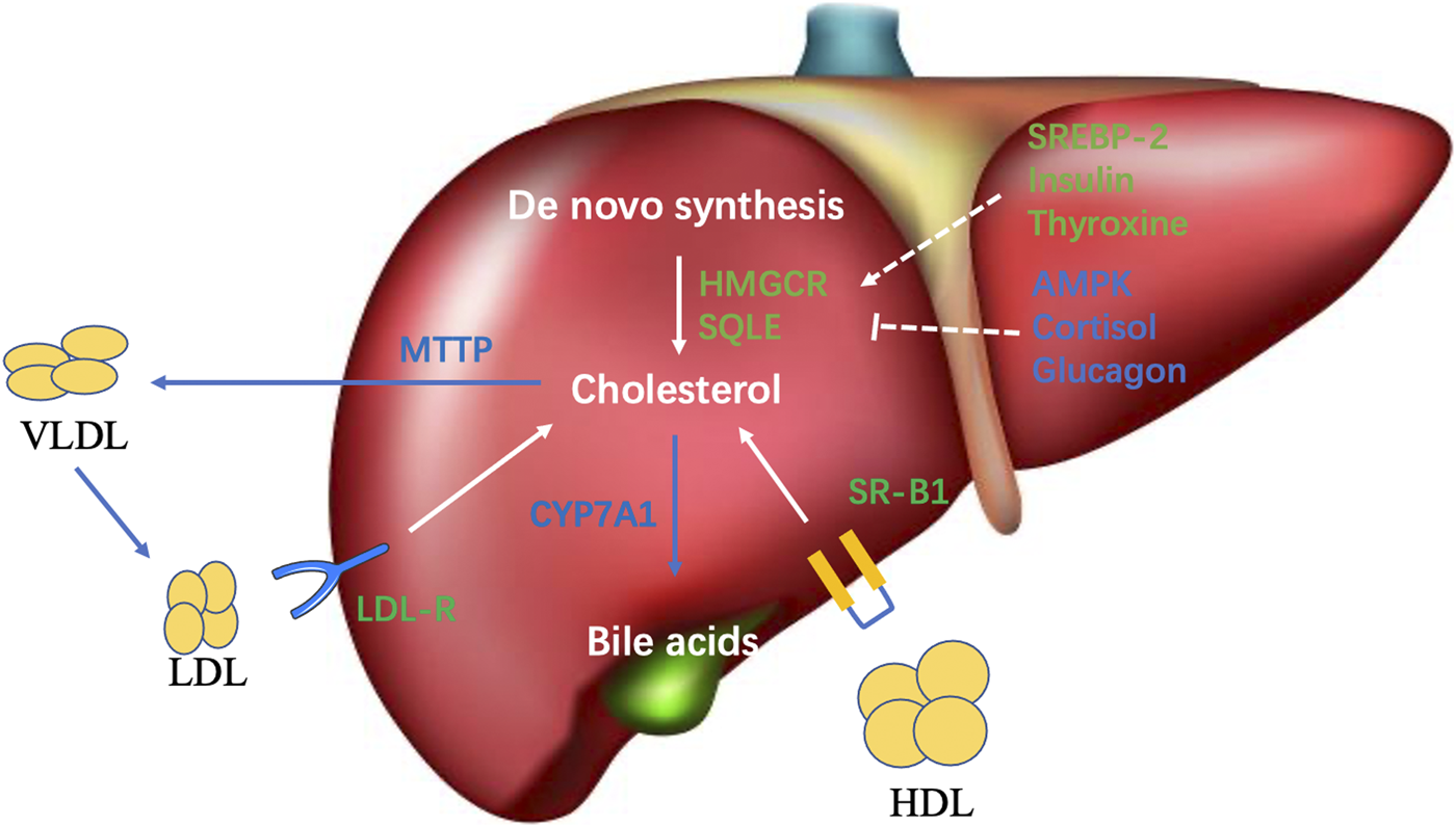 Peran Vital Hati dalam Menjaga Metabolisme Lemak dan Kolesterol