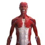 Perkembangan Jaringan Payudara Terhambat Penyebab dan Solusi