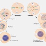 Proses Pemecahan Sel Darah Merah Tua oleh Hati dan Limpa