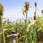 Tanaman Jombang dan Perannya untuk Kesehatan Hati