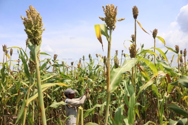 Tanaman Jombang dan Perannya untuk Kesehatan Hati