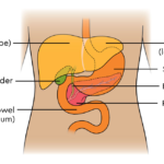 Tanda-Tanda Penurunan Fungsi Hati dan Langkah Pencegahannya