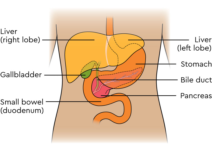 Tanda-Tanda Penurunan Fungsi Hati dan Langkah Pencegahannya