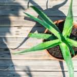 hemotera obat herbal ambeien terbaik