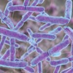 hemotera infeksi bakteri pada dubur