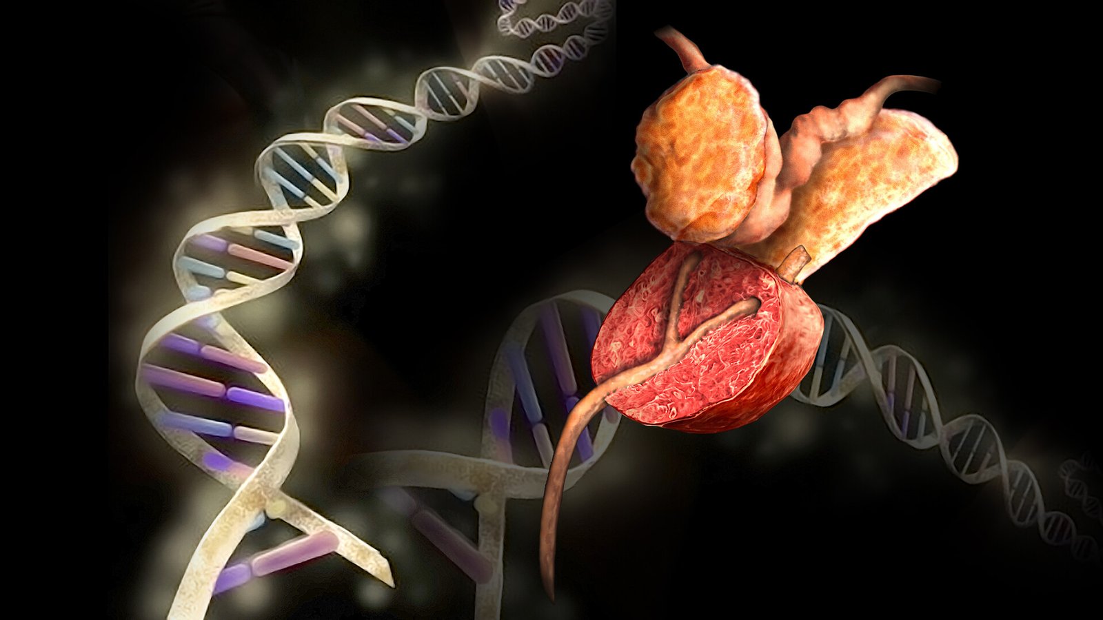 prosterafit risiko kanker prostat