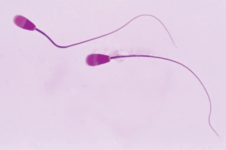 vertomen Fakta Sperma