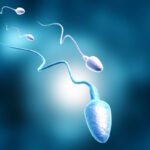 vertomen sperma kuat dan lincah