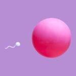 vertomen Spermatogenesis