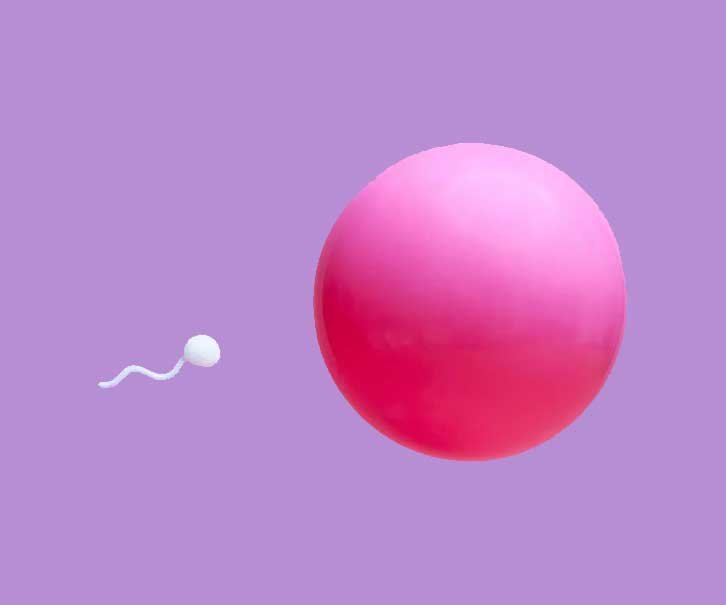 vertomen Spermatogenesis