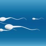 vertomen bentuk sperma tidak normal