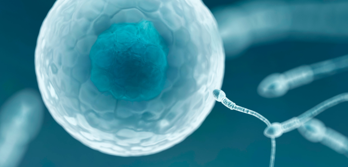 vertomen memperbaiki kualitas sperma