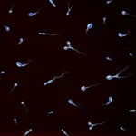 vertomen penyebab kelainan sperma