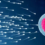 vertomen kerusakan dna sperma